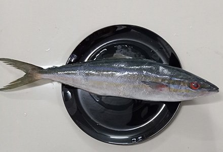 Mahseer / കുയിൽമീൻ / Kuyil Meen (SEA) - 500 gm