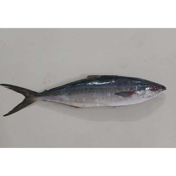 Mahseer / കുയിൽമീൻ / Kuyil Meen (SEA) - 500 gm
