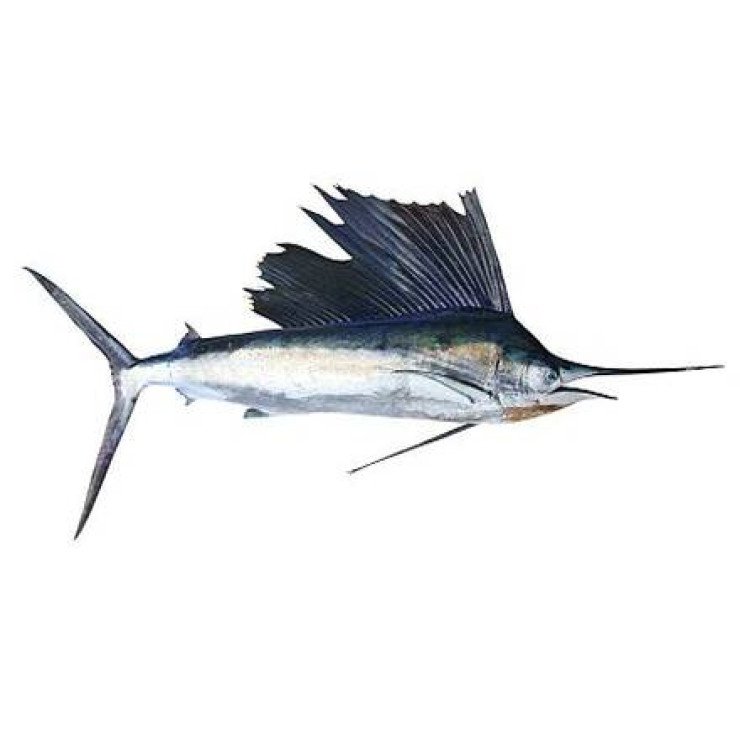 Cleaned Sail Fish / Ola Meen / ഓലക്കുടിയൻ (400gm) 