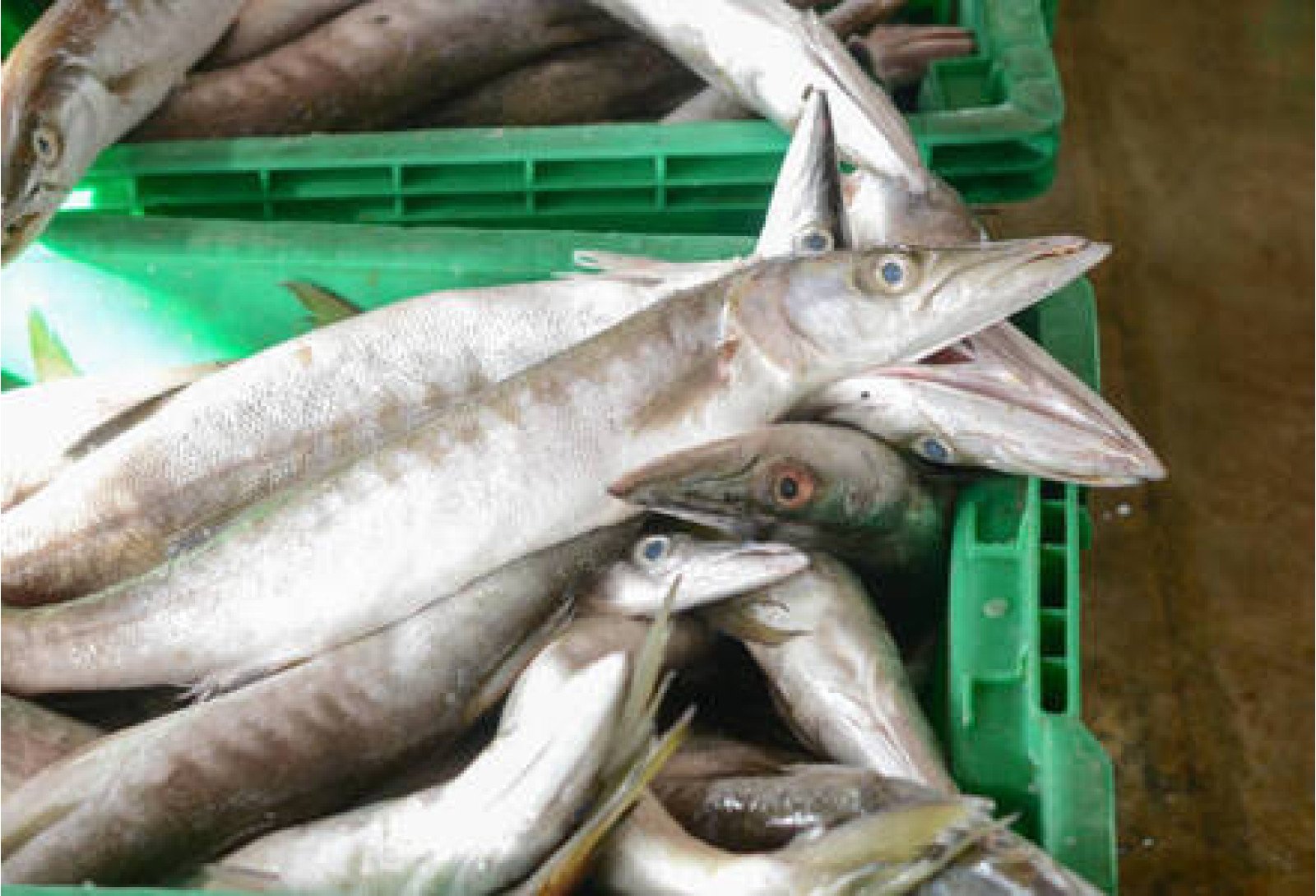 Cleaned Barracuda Pcs /  ശീലാവ്മീൻ 400gm