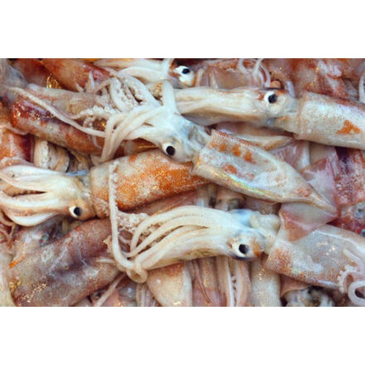 Cleaned Squid Medium / Kanava / കൂന്തൽ - (240-280gm)