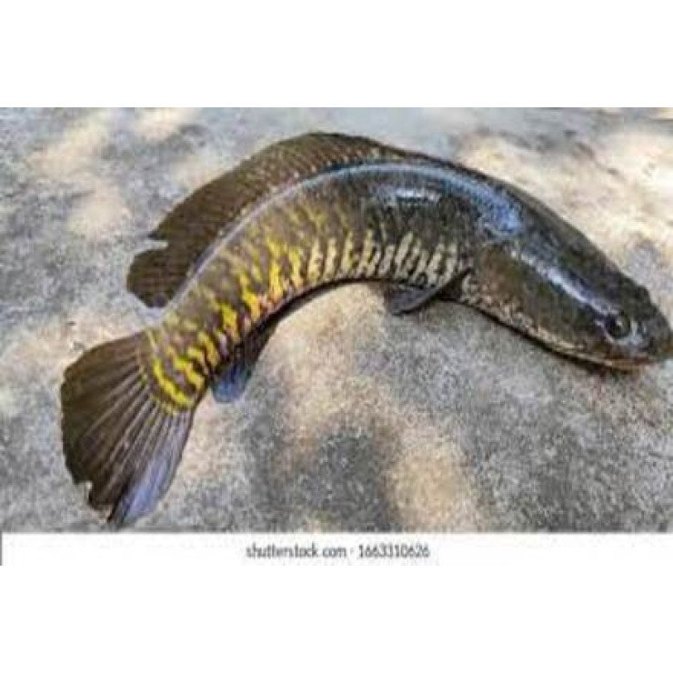 Cleaned Viral fish / Snake Head / വരാൽ - (400gm)