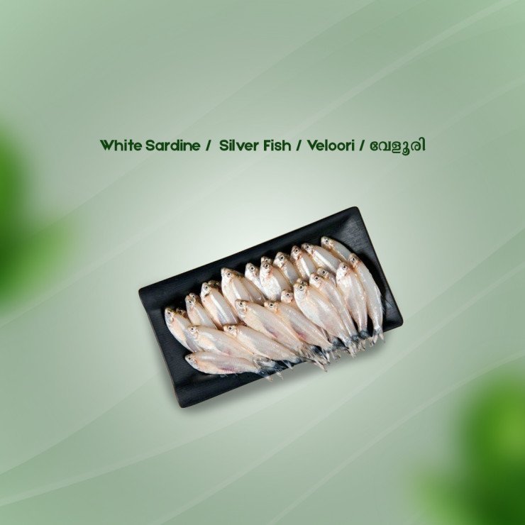 White Sardine/Veloori/Silver Fish/ വേളൂരി-Not Cleaned(500gm)