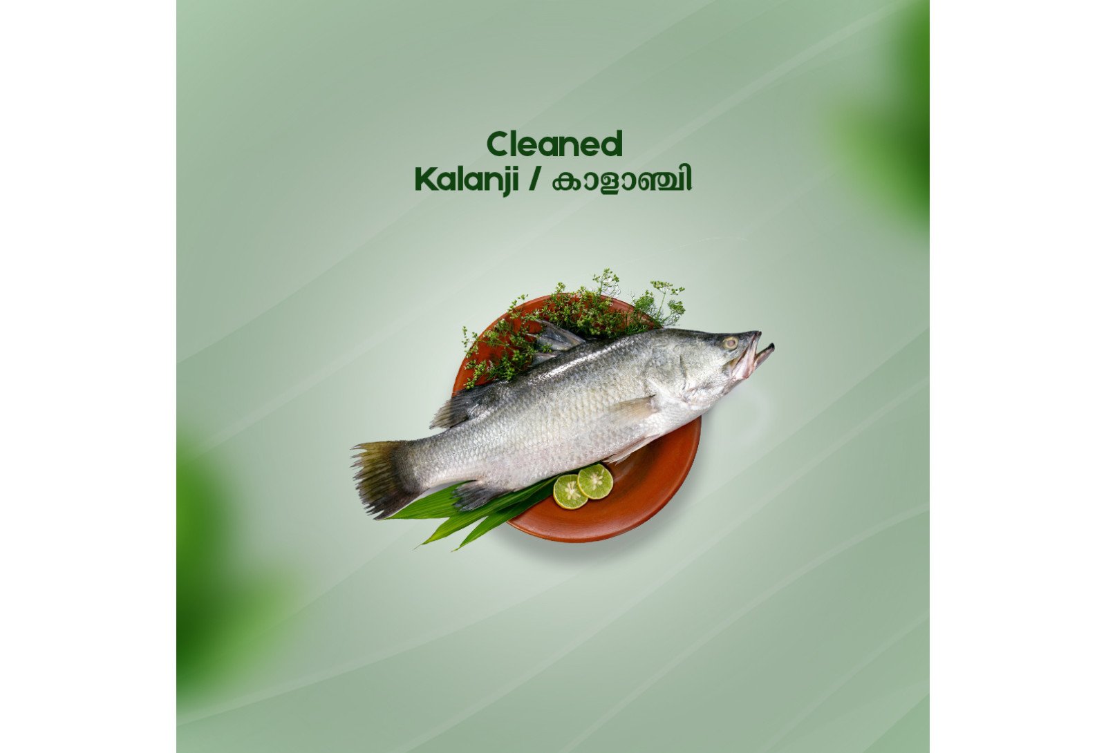 Cleaned Kalanji  / Asian Sea Bass / കാളാഞ്ചി - (350gm )